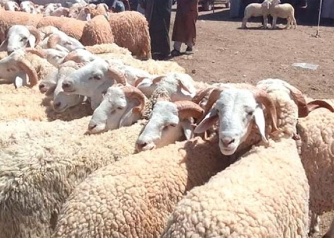فيما دعت نقابة الأئمة مفتي الجمهورية إلى إصدار «فتوى»..   حملات تطالب بمقاطعة اقتناء أضحية العيد لأسعارها المشطة